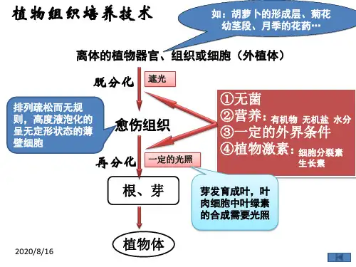 (完整版)植物细胞工程的实际应用(上课用)