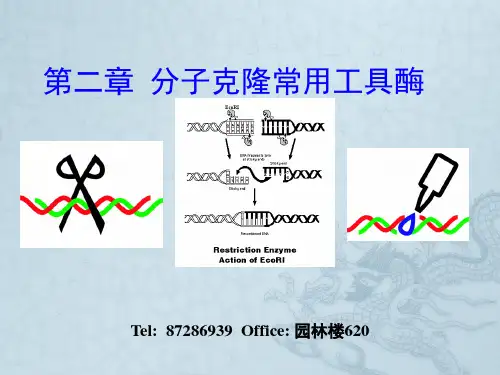 分子克隆常用工具酶