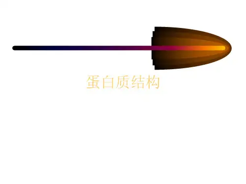 蛋白质结构PPT课件