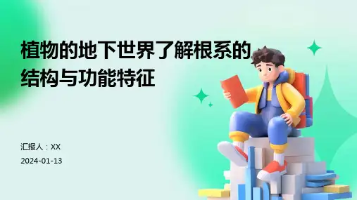 植物的地下世界了解根系的结构与功能特征
