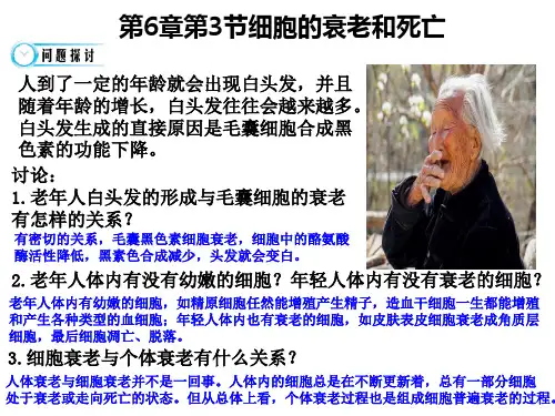 新教材《细胞的衰老和死亡》ppt课件人教版1
