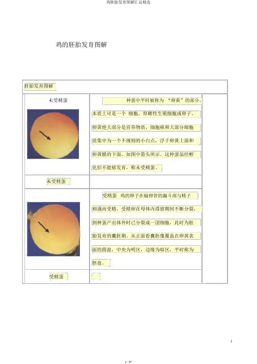 鸡胚胎发育图解汇总精选