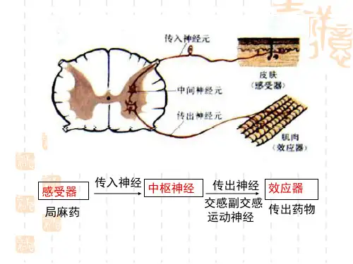 外周神经系统药