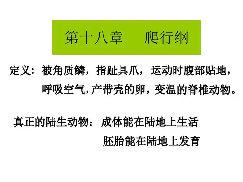 第十八章 爬行纲