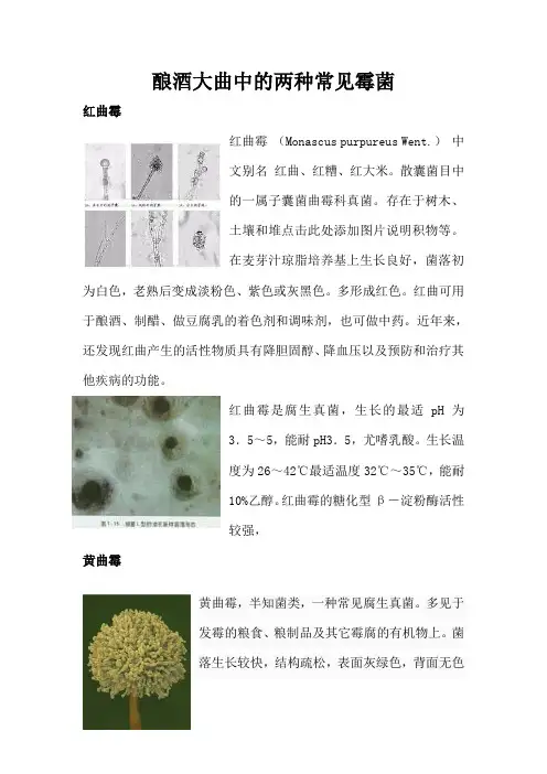 酿酒大曲中的两种常见霉菌