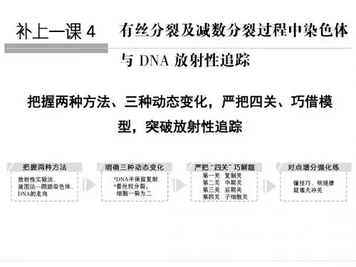 有丝分裂、减数分裂过程中染色体与DNA变化