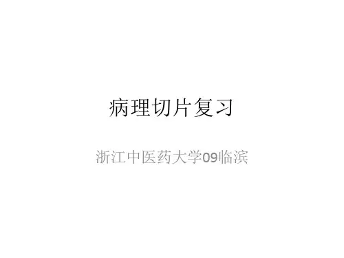 病理切片复习ppt课件