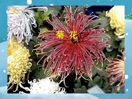 菊花PPT教学课件