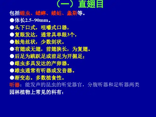 实验三分类及观察直、等、半、同翅目12