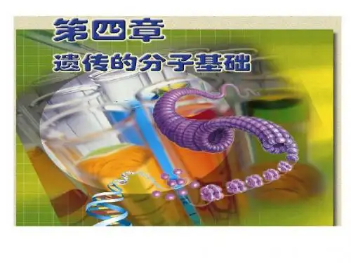 6探索遗传物质的过程