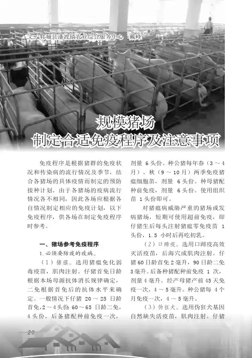 规模猪场制定合适免疫程序及注意事项