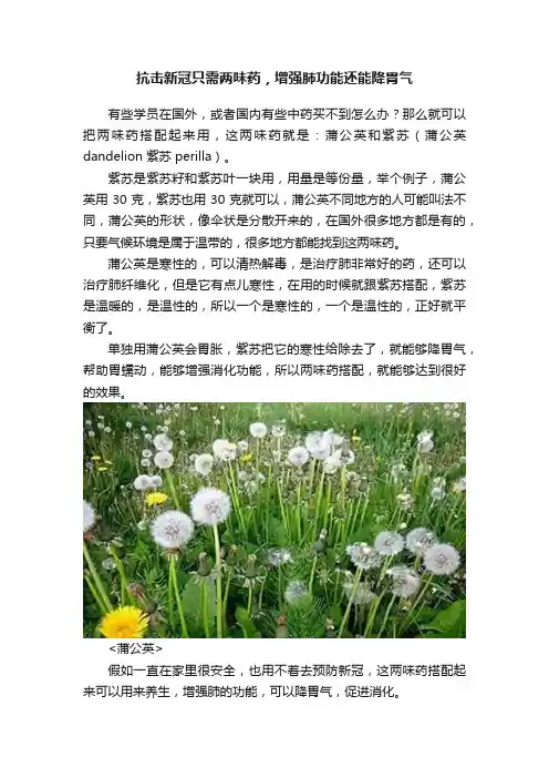 抗击新冠只需两味药，增强肺功能还能降胃气