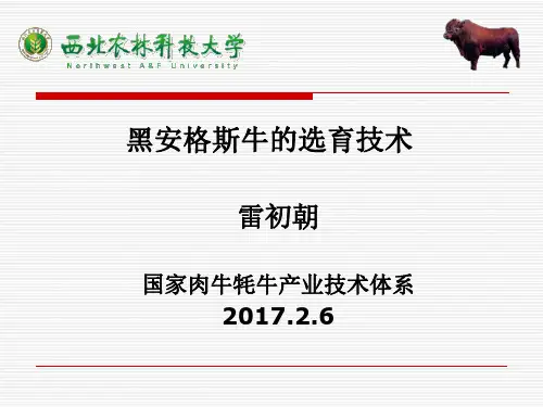 黑安格斯牛的选育技术-国家肉牛牦牛产业技术体系