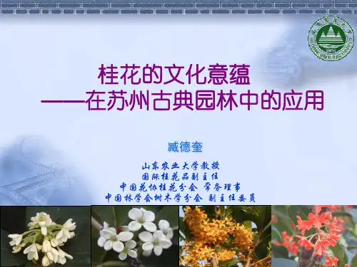桂花文化