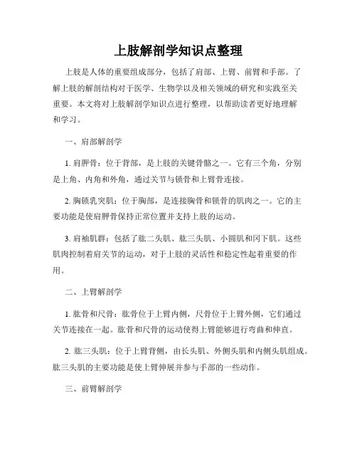 上肢解剖学知识点整理