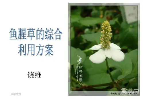 鱼腥草的研究ppt课件