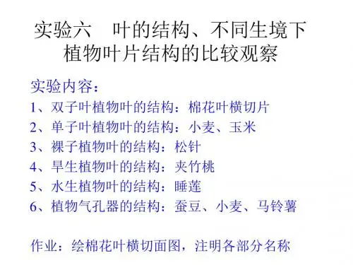 734-实验六 叶的结构、不同生境下植物叶片结构的比较观察 共10页