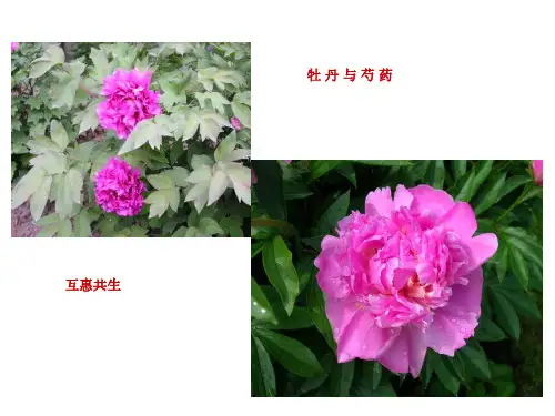 植物景观设计基本原则