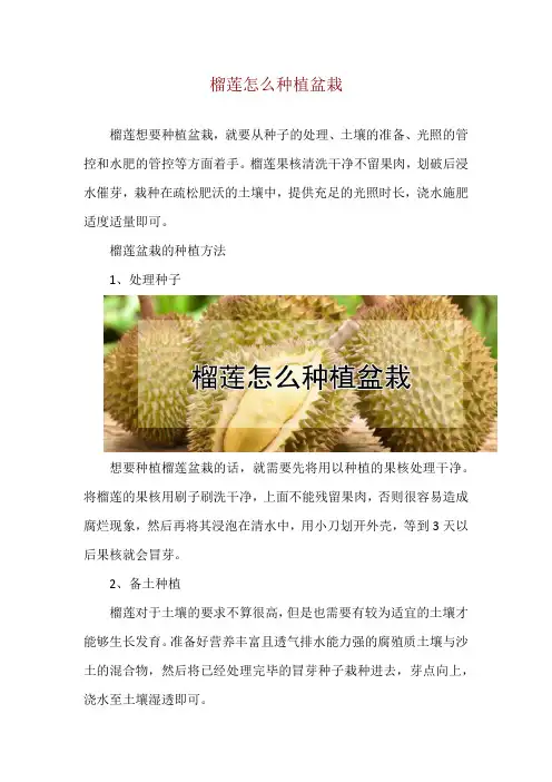 榴莲怎么种植盆栽