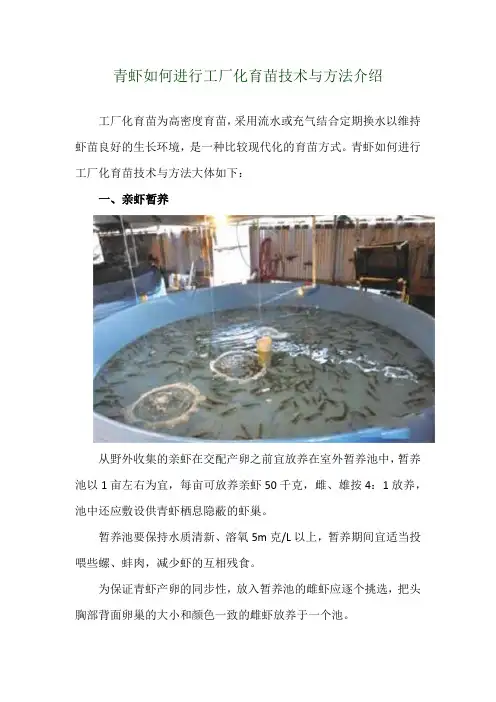 青虾如何进行工厂化育苗技术与方法介绍