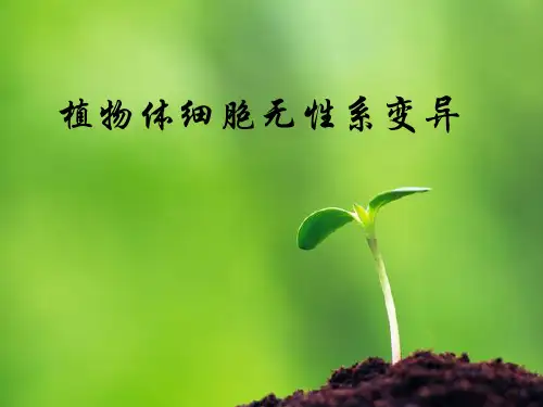 植物体细胞无性系