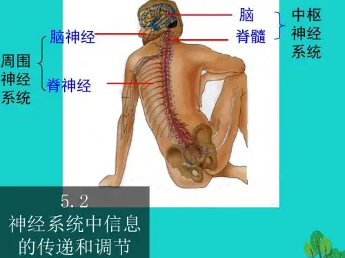 高中生物第二册第5章生物体对信息的传递和调节5.2神经系统中信息的传递和调节课件4沪科版
