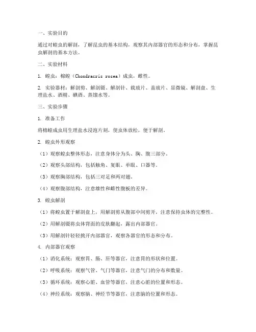 蝗虫的解剖实验报告