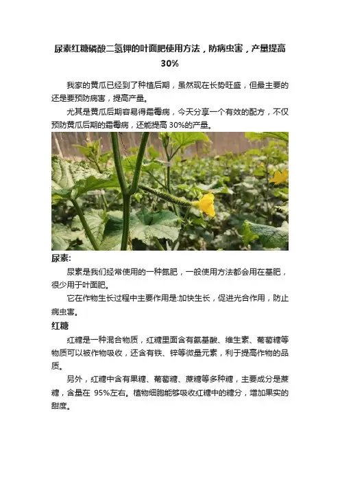 尿素红糖磷酸二氢钾的叶面肥使用方法，防病虫害，产量提高30%