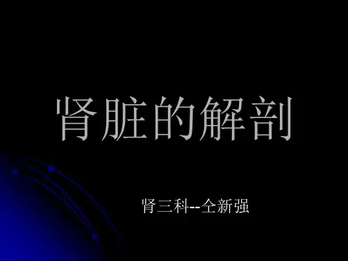 肾脏的解剖ppt课件