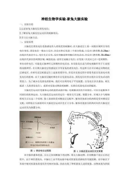 神经生物学实验报告-家兔大脑