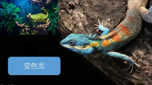初中语文 人教部编版九年级下册第6课《变色龙》 课件(含说课)(共28张PPT)