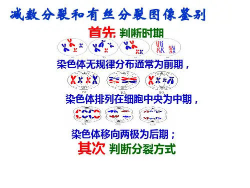 细胞分裂各时期 图像鉴别