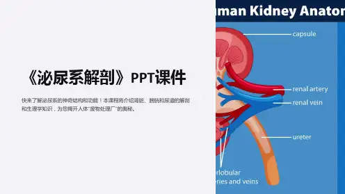 《泌尿系解剖》课件