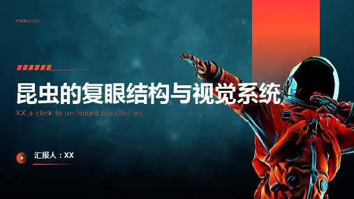 昆虫的复眼结构与视觉系统