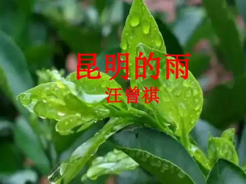 部编版语文八年级上册16昆明的雨课件