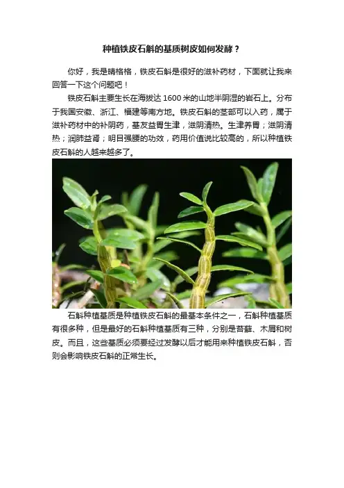 种植铁皮石斛的基质树皮如何发酵？
