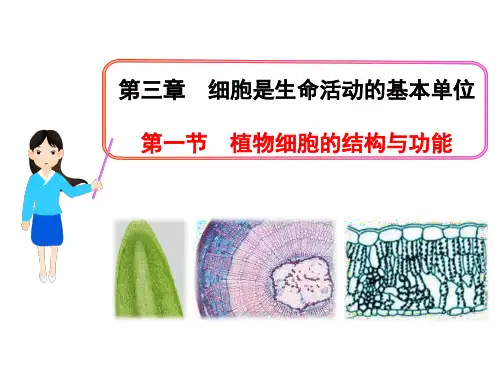 苏教版初中生物七上第2单元第三章第一节《植物细胞的结构和功能》(共30张PPT)