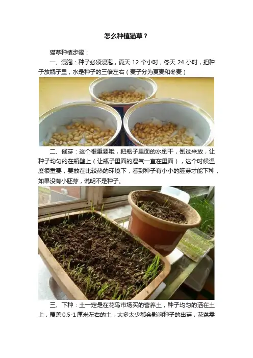 怎么种植猫草？