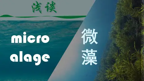 微藻PPT