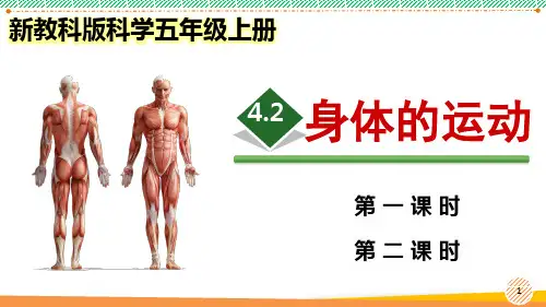 新教科版科学五年级上册《身体的运动》优质课件