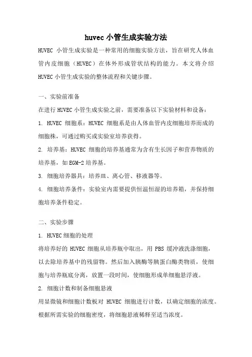 huvec小管生成实验方法