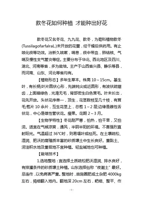 款冬花如何种植 才能种出好花