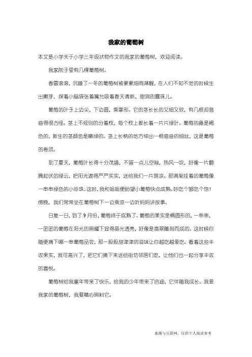小学三年级状物作文：我家的葡萄树