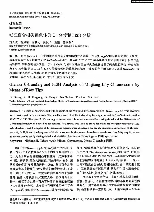 岷江百合根尖染色体的C-分带和FISH分析