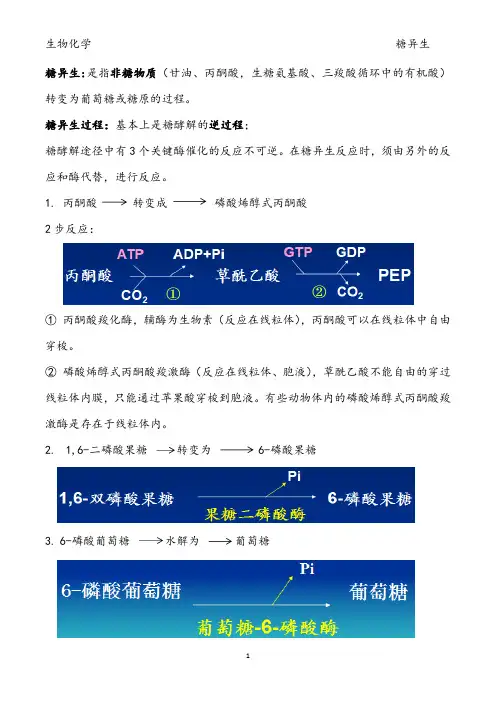 葡萄糖异生作用
