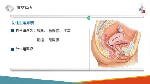 女性生殖系统—输卵管(正常人体结构课件)