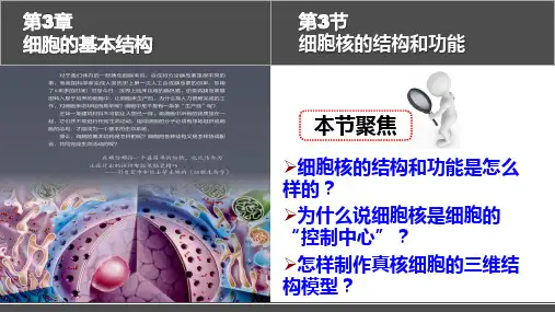 细胞核的结构和功能ppt课件