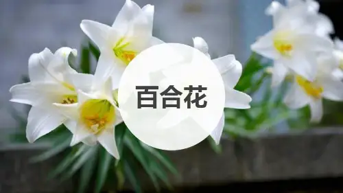《百合花》人教高中语文必修PPT课件