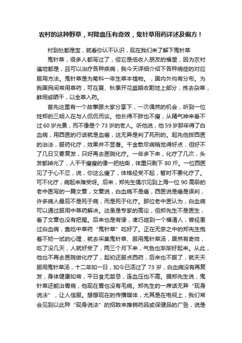 农村的这种野草，对降血压有奇效，鬼针草用药详述及偏方！