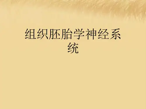 组织胚胎学神经系统